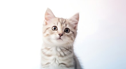 Obraz premium A cute kitten facing the camera with a clean white studio background, soft shadows, minimalistic high-resolution pet portrait