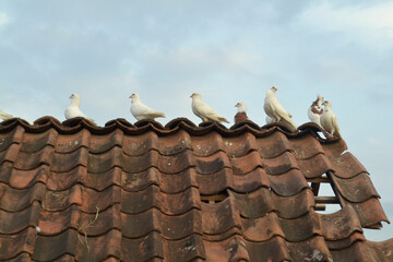 The doves sitting on old roof tiles quietly and neatly look in the same direction