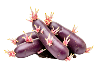 Heirloom purple potatoes sprouting eyes ready for spring planting season, a vibrant display of nature's renewal and potential harvest
