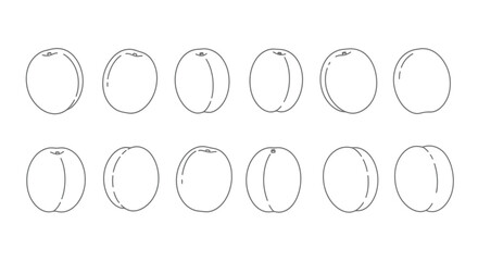 Hand drawn apricot fruits isolated on white background, vector illustration