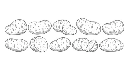 Hand drawn potato isolated on white background in doodle style