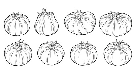 Hand drawn set of beefsteak tomato varieties isolated on white background