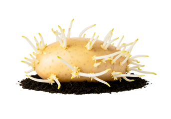 Sprouting potato resting on soil, a symbol of growth, new beginnings, and the cycle of life, perfect for gardening and agricultural themes