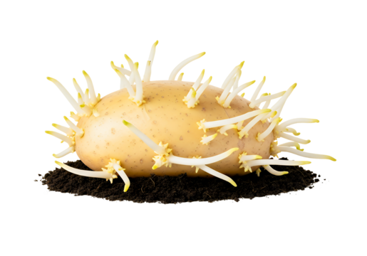 Sprouting potato resting on soil, a symbol of growth, new beginnings, and the cycle of life, perfect for gardening and agricultural themes