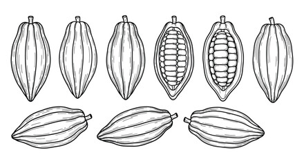 Hand drawn cacao beans isolated on white background in a set vector