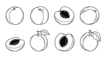 Hand drawn apricot fruit isolated on white background, vector illustration