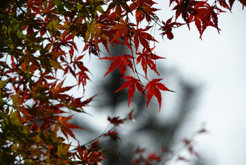 Autumn Atmosphere in the Heart of Chichibu