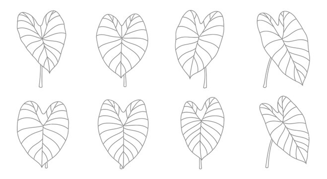 Hand drawn taro leaves isolated on white background, botanical drawing, set