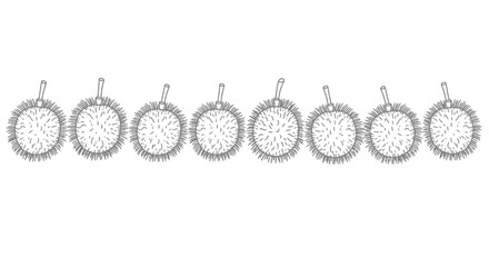 Hand drawn rambutan fruits isolated on white background in vector format