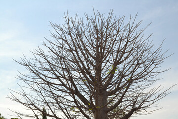 the close-up of a big bare tree with many little branches against the blue sky background, tree against blue sky with clouds