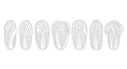 Hand drawn sketch of napa cabbage isolated on white background in a row