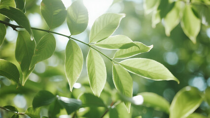 Close-up of Fresh Green Leaves with Sunlight Shining Through for Nature and Environmental Concepts
