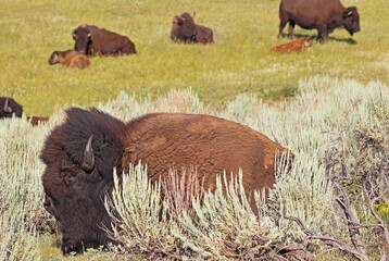 Bisons in Lamar Valley, Yellowstone National Park, USA