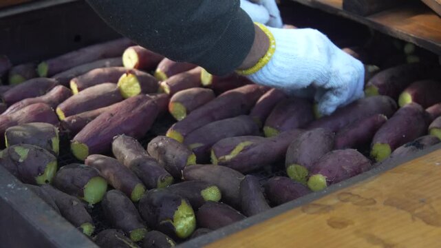 焼き芋を作る男性