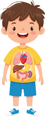 Boy with Visible Internal Organs Educational Graphic