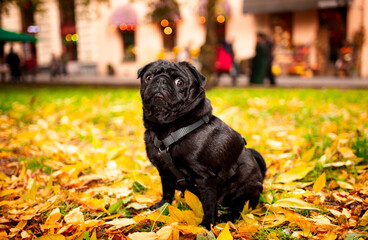 Black pug dog sits in yellow leaves on blurred background of houses. The dog has a harness. He looks away. Dog walking. Training. Autumn. Horizontal and blurred photo