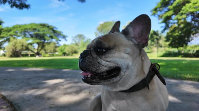 French Bulldog in the Park: A charming French bulldog sits patiently, enjoying the serene atmosphere of a sunny park, with a backdrop of lush green trees and a clear blue sky.