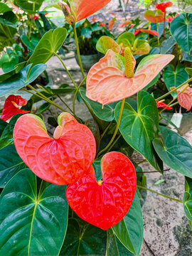 Vibrant red anthurium flowers in full bloom, heart-shaped spathe, tropical plant. Bright red Anthurium flower with glossy heart-shaped petals and yellow spadix captured in natural sunlight.