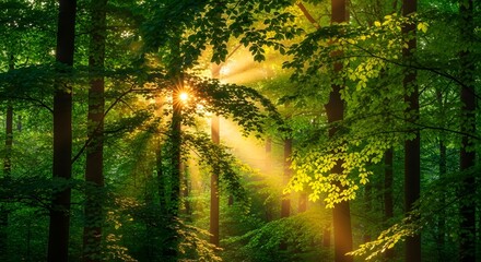 Obraz premium Sunlight shining through green forest trees nature background landscape photography scenic view image