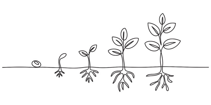 Continuous line art drawing of plant growth stages, from seed germination to sprouting seedling with roots and leaves, growing process.