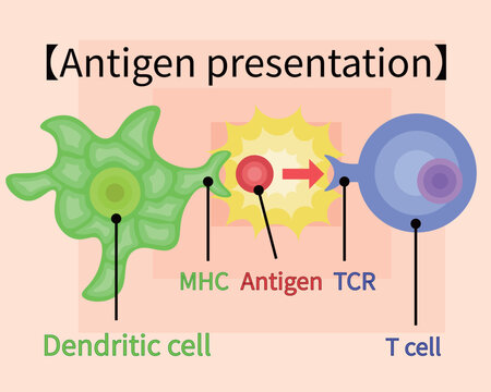 dendritic cell/T cell/antigen presentation illustration English