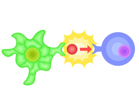 dendritic cell/T cell/antigen presentation illustration no background