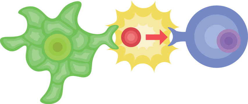 dendritic cell/T cell/antigen presentation illustration no background