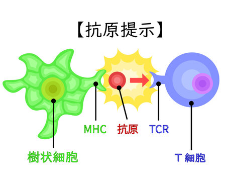 dendritic cell/T cell/antigen presentation illustration Japanese no background