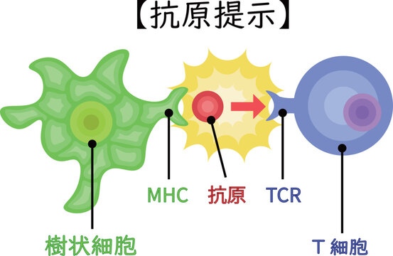 dendritic cell/T cell/antigen presentation illustration Japanese no background