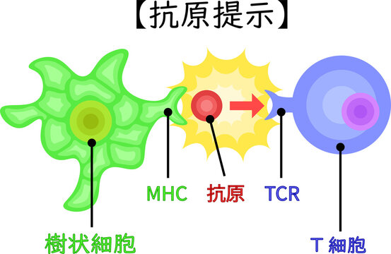 dendritic cell/T cell/antigen presentation illustration Japanese no background
