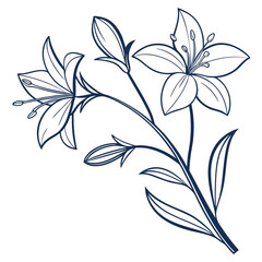 Blue Outline of Lily Flowers and Buds on White Background Keywords: lily, flower, floral, bloom