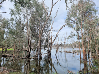 Trees and Reflections in Blue Gum Swamp Central West New South Wales Australia. Beautiful cloudy sky