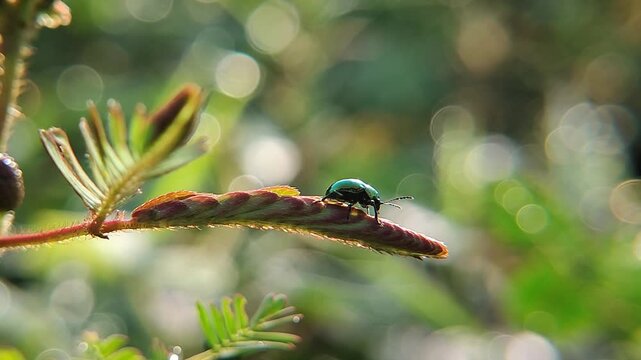 green leaf beetle Gastrophysa viridula