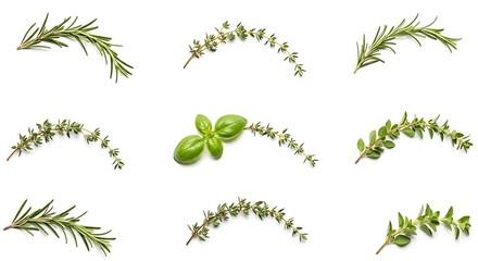 Obraz premium Fresh Herb Assortment Rosemary, Thyme, and Basil Isolated on White Background