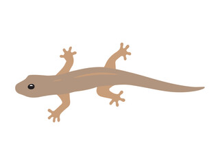 Hand Drawn House Lizard Illustration
