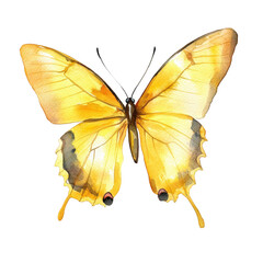 Fototapeta premium Watercolor painting of a yellow butterfly isolated on transparent background, showcasing its delicate wings and intricate patterns in a vibrant and artistic style