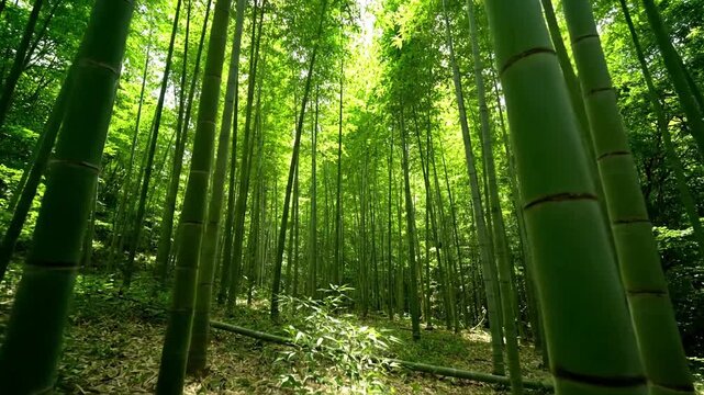 Abstract patterns formed by the intersecting lines of bamboo stalks and their leaves, focusing on the graphic quality and natural geometry within the forest environment.