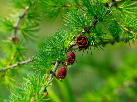Small Tamarack cone gone to seed