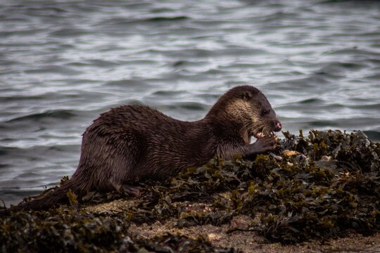 otter in the water scotland wildlife - Powered by Adobe