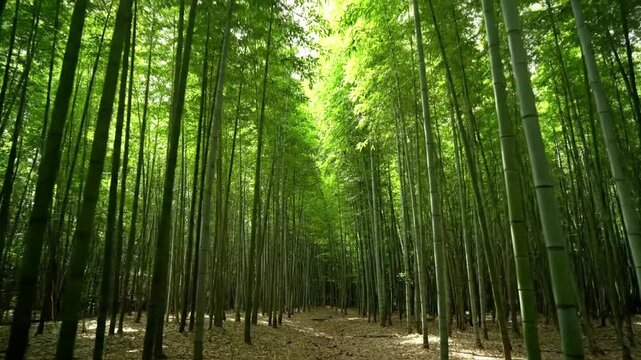 Gentle sway of bamboo culms and rustling leaves in a soft breeze, conveying a sense of calm movement and serene, undisturbed natural environment. Illustrating the subtle motion and auditory?
