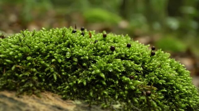 Soft, dappled sunlight filtering through a dense canopy, illuminating patches of emerald green moss, creating a magical, ethereal glow in a temperate rainforest setting.