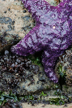 A Beautiful Bright Ochre Sea Star
