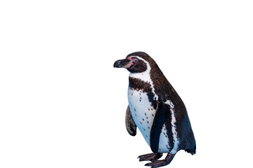 一羽のフンボルトペンギン