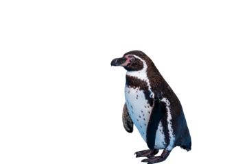 一羽のフンボルトペンギン