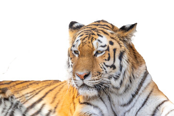 大きなトラの顔