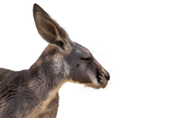 ワラビーの横顔