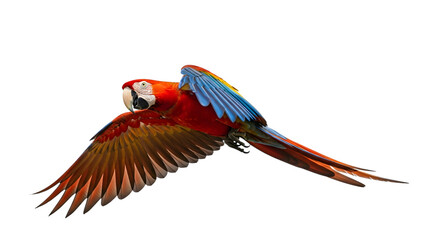 Fototapeta premium Scarlet macaw in flight against a black background colorful tropical bird