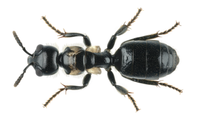 Closeup of a cow killer ant, also known as velvet ant, isolated on transparent background, showcasing its black and orange coloration and hairy body