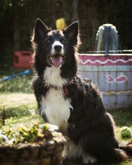 Fototapeta premium Border collie dog