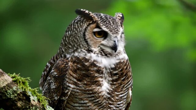 A great horned owl nestled securely within a hollow of an old growth tree, providing a sense of natural sanctuary and wild habitat. Medium shot, stable tripod, focusing on the owl's natural?